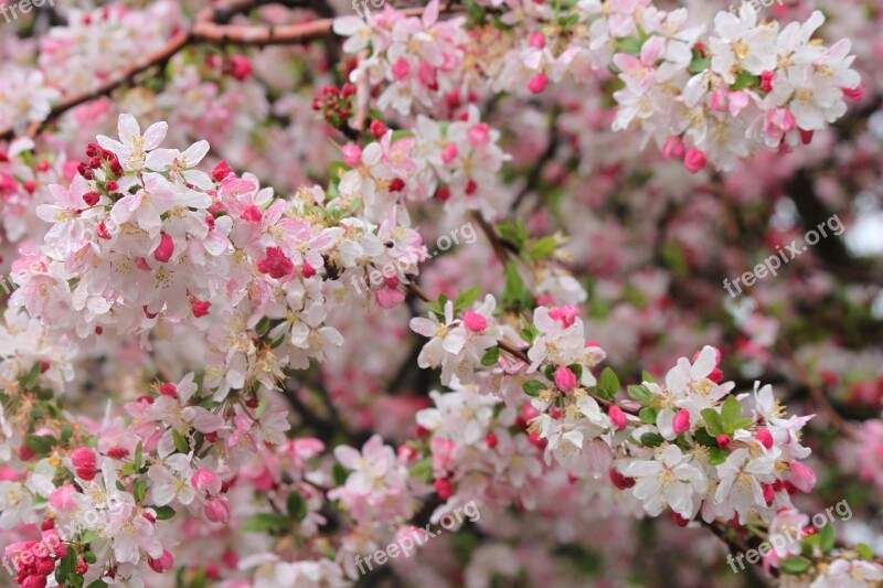 Spring Bloom Blossom Cherry Free Photos