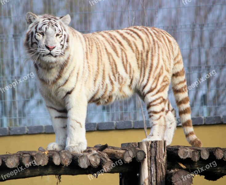 Tiger White Indian Beast Mammal