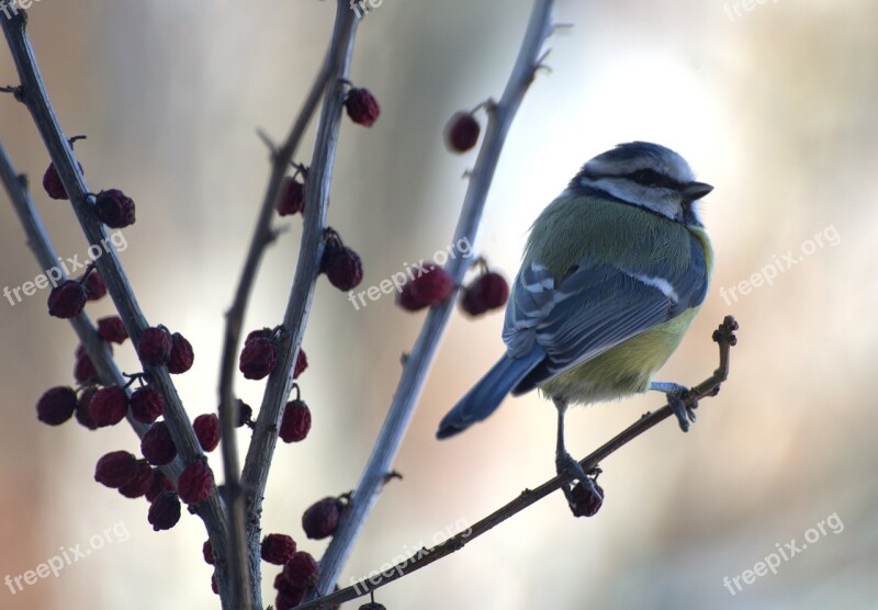 Bird Branch Blue Tit Animal World Small