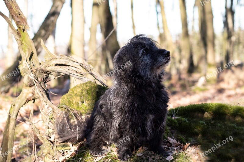 Dog Spring Summer Forest Nature