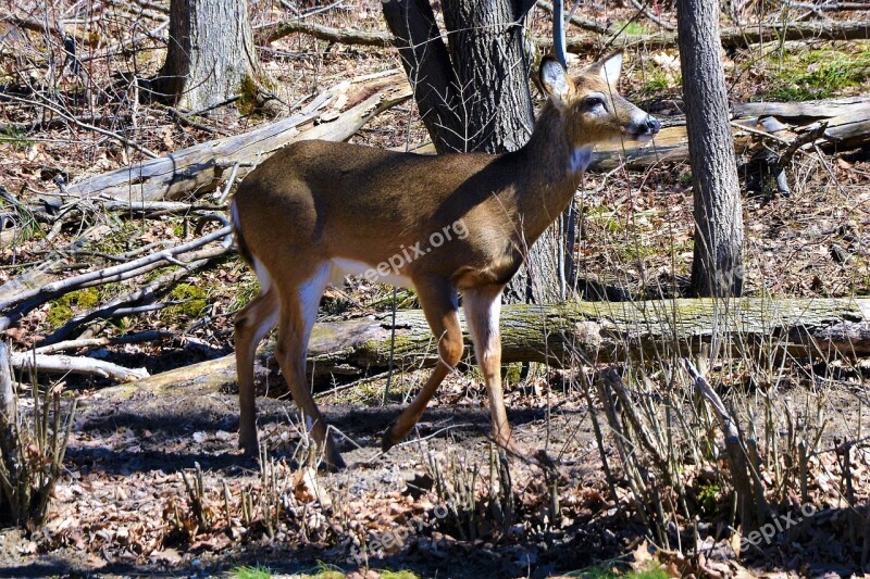 Deer Buck Whitetail Shed Antlers Stag