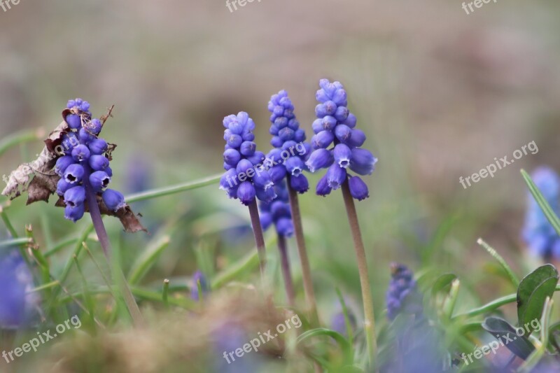 Grape Hyacinth Early Bloomer Blue Purple Signs Of Spring