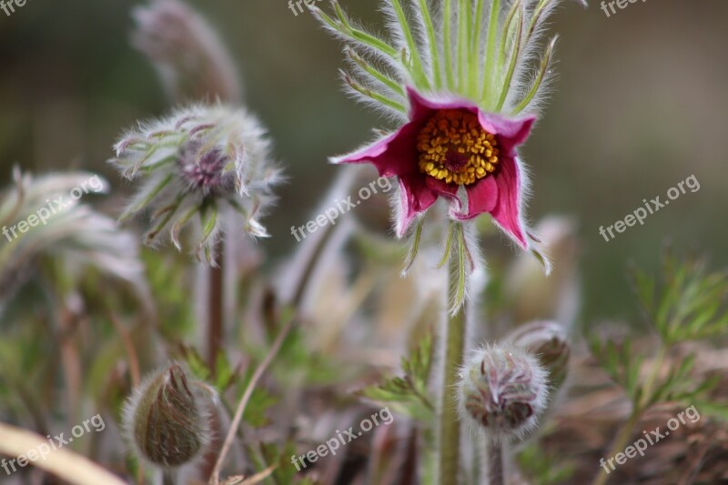 Pasqueflower Pasque Flower Flowers Bud Violet