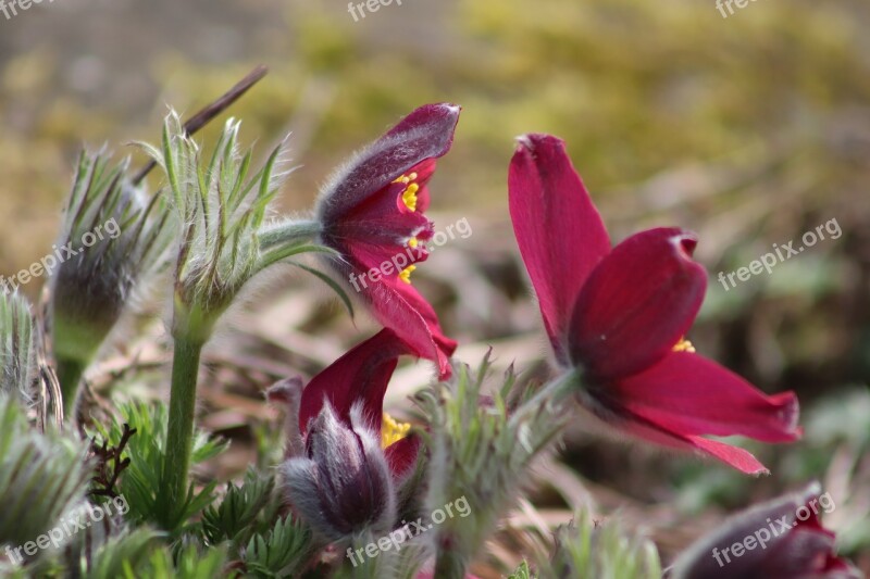 Pasqueflower Pasque Flower Flowers Violet Petals