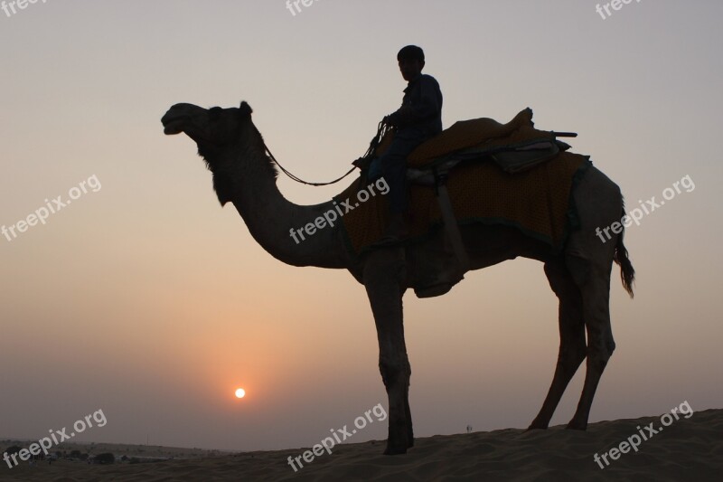 Camel Camel Safari Desert Animal Travel