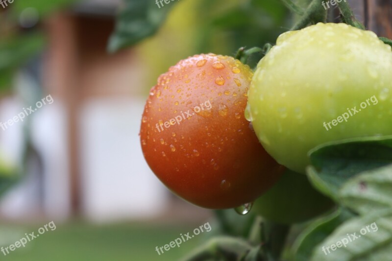 Red Tomato Food Vegetables Eat