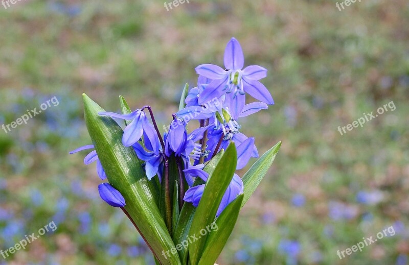 Flowers Bouquet Spring Beauty Nature