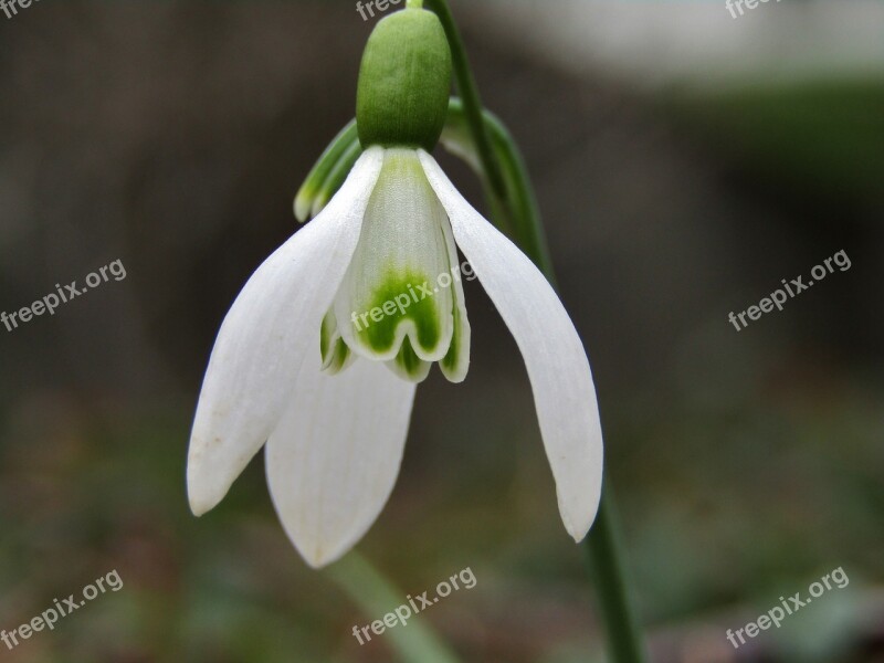 Snowdrop Winter Spring White Macro