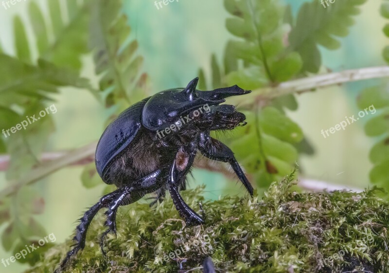 Minotaur-beetle Bug Legs Insect Nature