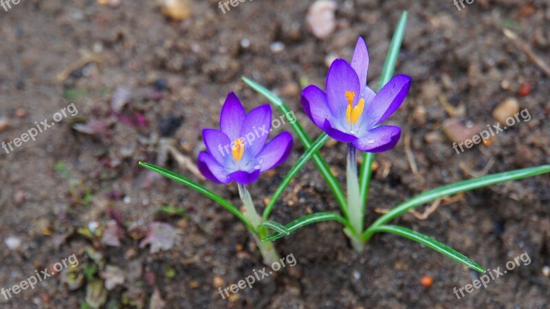 Crocus Early Bloomer Violet Nature Spring