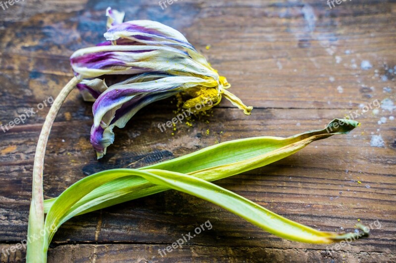 Flower Corrupted Transience Withered Leaves