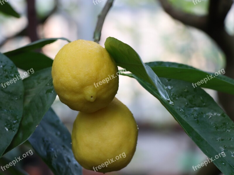 Lemon Citrus Food Yellow Ripe