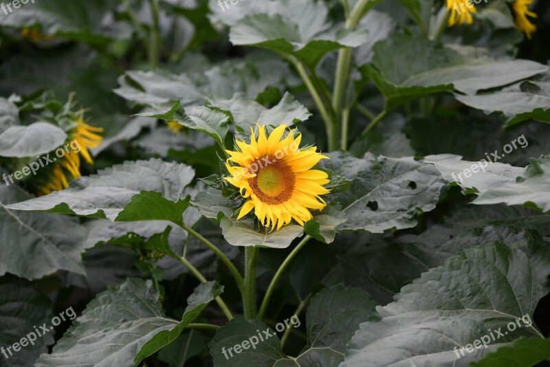 Spring Sunflower Nature Yellow Flower