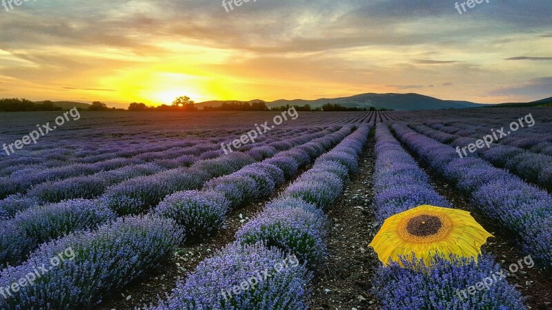 Lavender Field Sunset Smell Orange