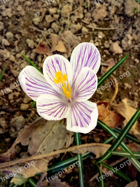 Crocus Flower Macro Spring March