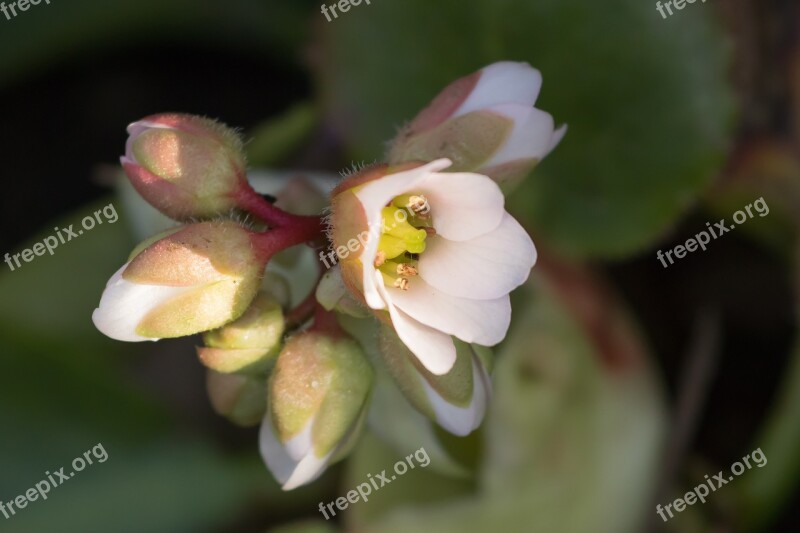 Flower Leaves White Green Petal