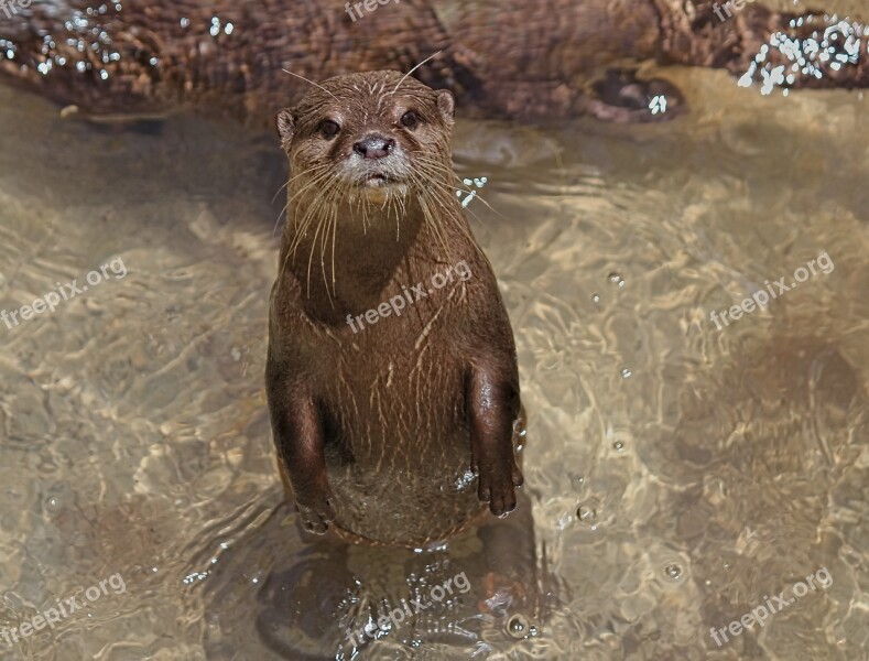 Otter Small Asian Animal Mammal