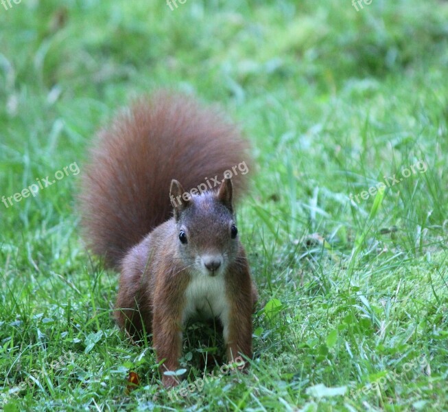 The Squirrel Wild Curious Rodent Mammal