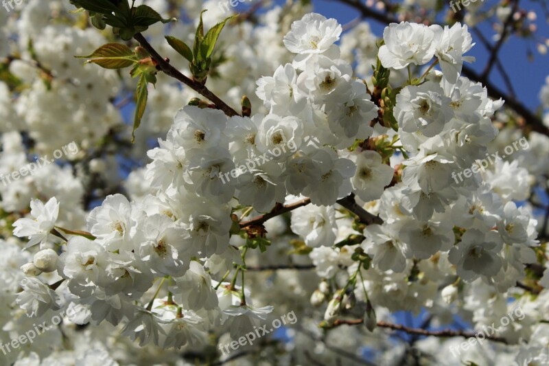 Japanese Cherry Trees Flowers White Flower Tree Spring