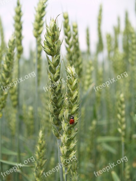 Ladybug Corn Agriculture Insect Summer