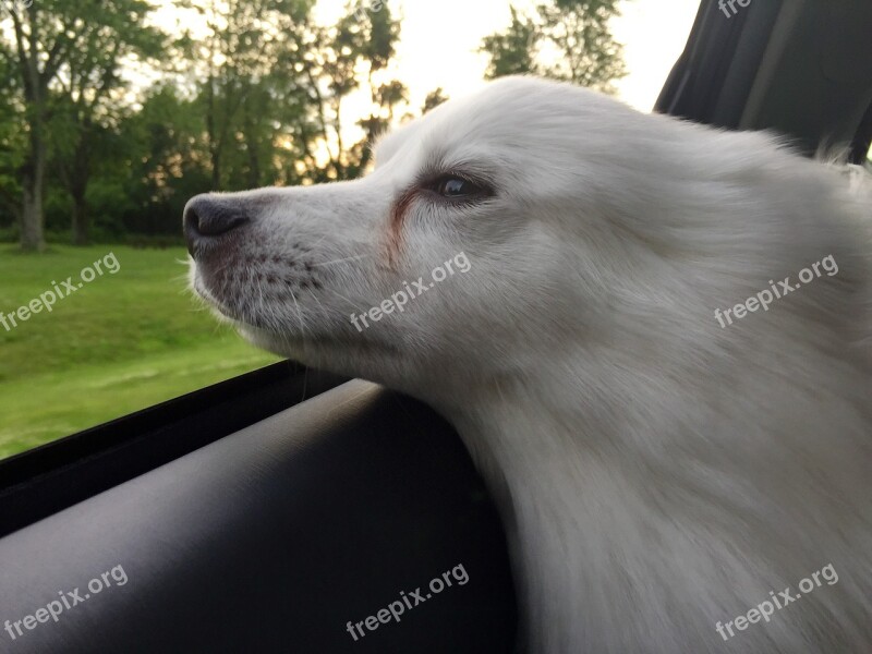 Dog American Eskimo Pet Animal Cute