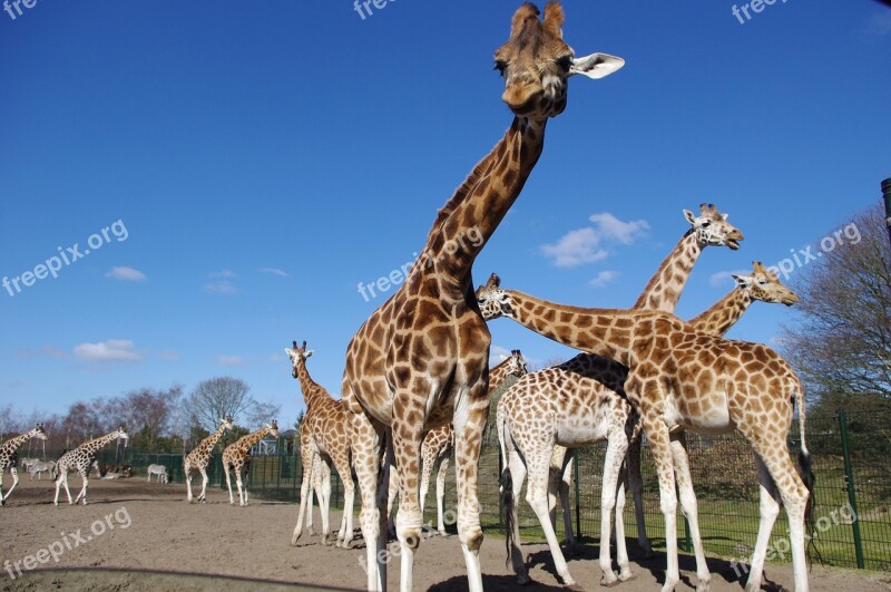 Giraffes Nature Neck Mammal Long Neck