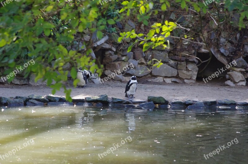 Penguin Cold Water Bird Nature