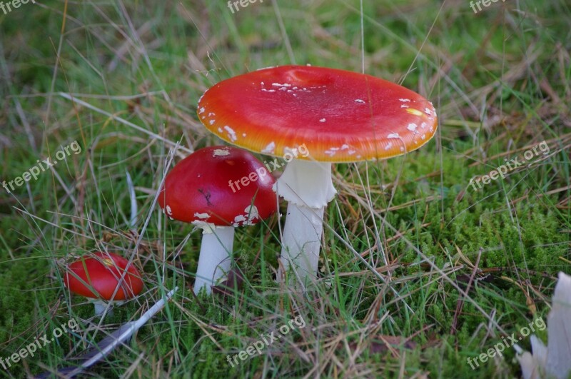 Mushrooms Red Padenstoel Red Mushrooms Mushroom Nature