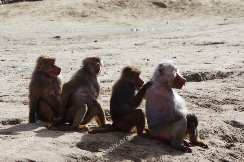 Row Of Monkeys Monkeys Vlooiende Monkeys Zoo Monkey