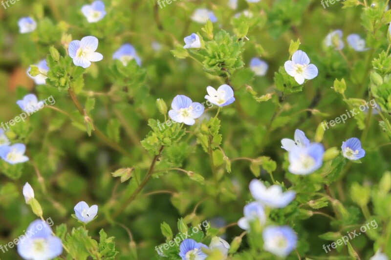 Natural Flowers Blue Spring Seasonal