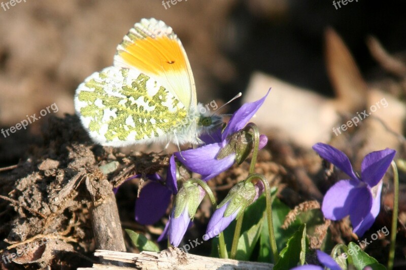 Butterfly Wings Insects Nature Flower