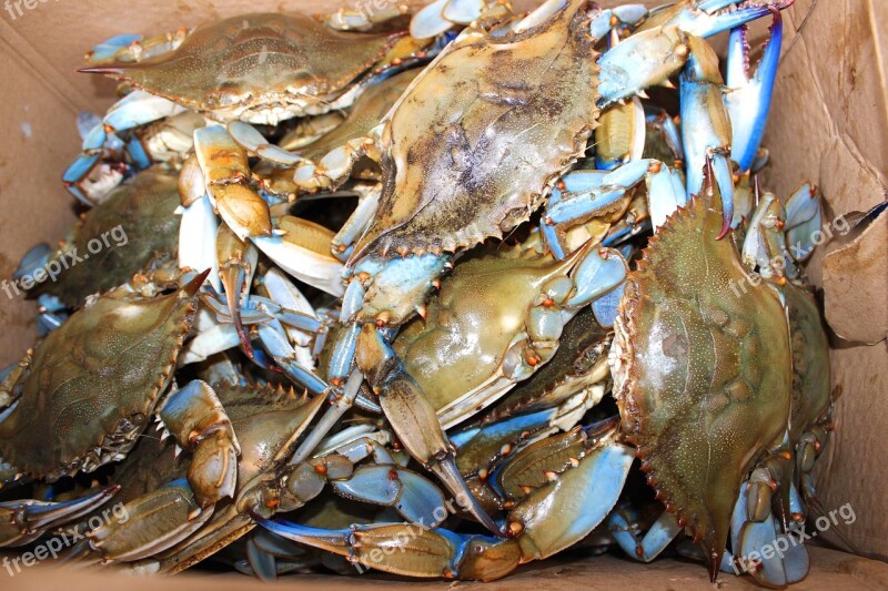 Maryland Blue Crab Chesapeake Bay Free Photos