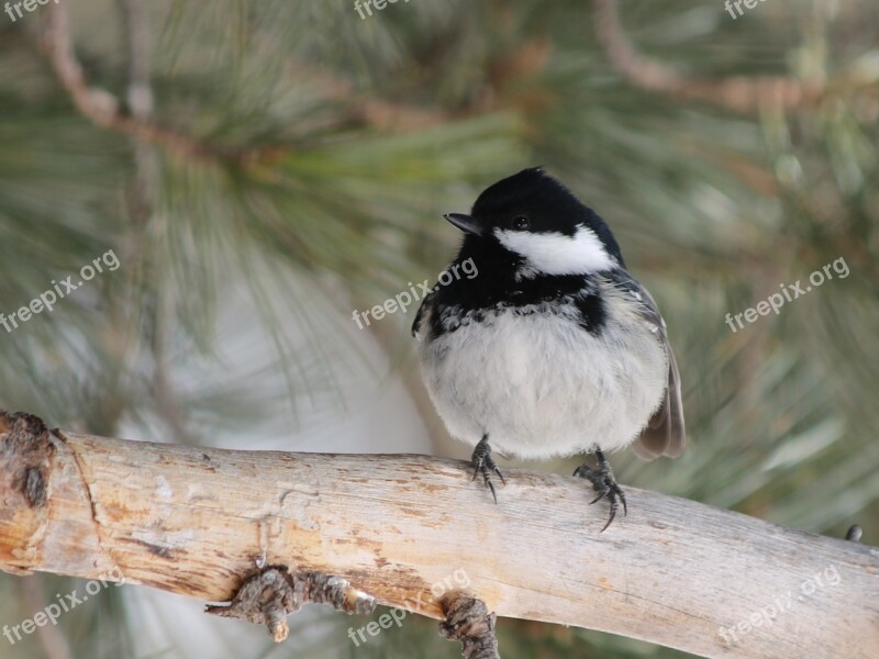 Tit Bird Songbird Nature Cute