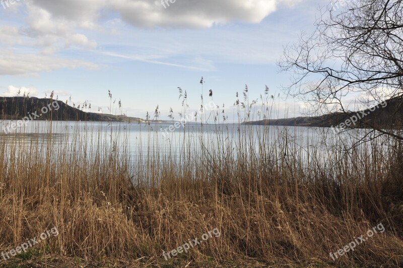 Lake Constance Water Reed Ludwigshafen überlinger See