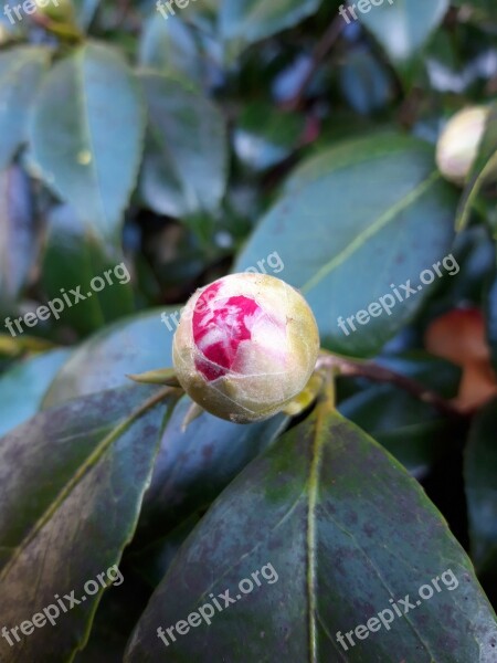 Bud Spring Leaf Pink Free Photos