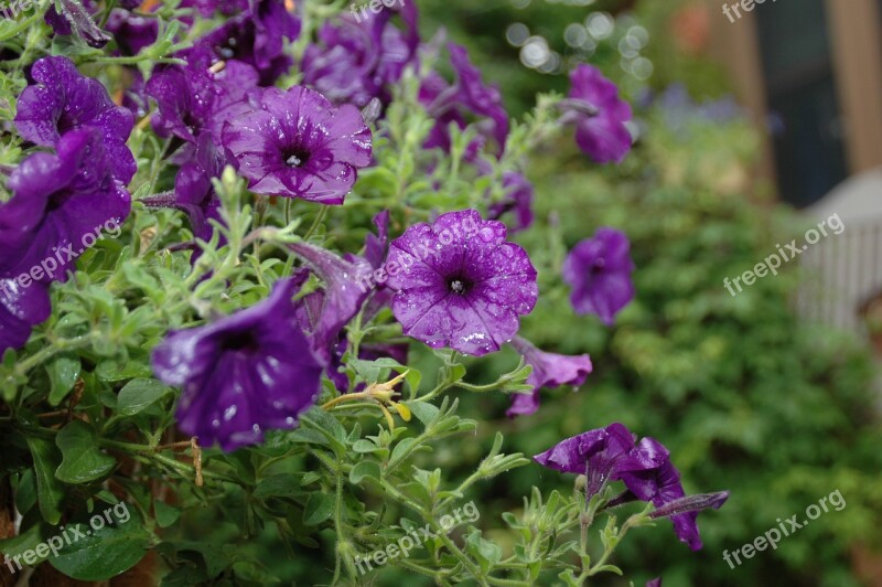 Flower Garden Rain Purple Free Photos