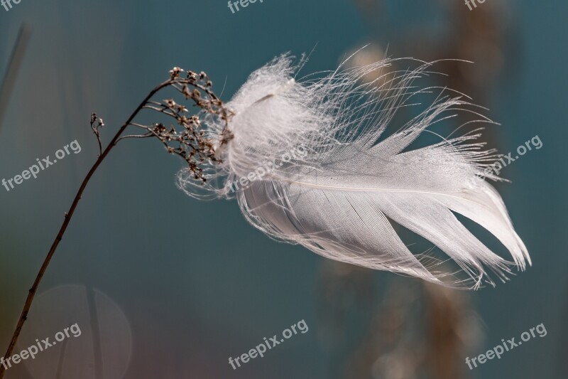 Feather Slightly Bird Feather Lightweight Fluffy