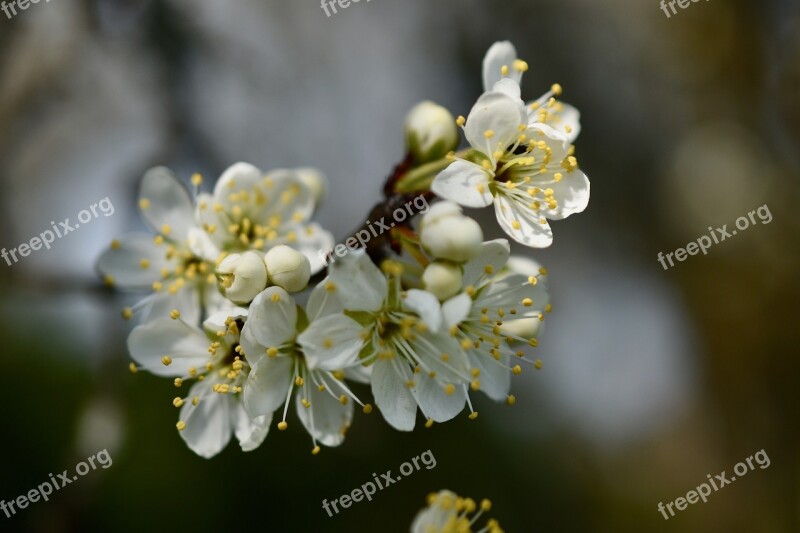 Flowers Cherry White Spring Flower Tree