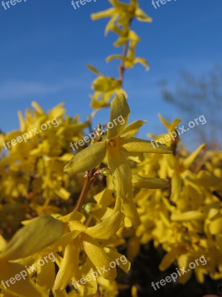 Forsythia Garden Forsythia Gold Lilac Golden Bells Spring