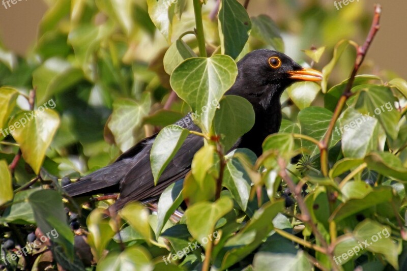 Blackbird Bird Garden Nature Animal