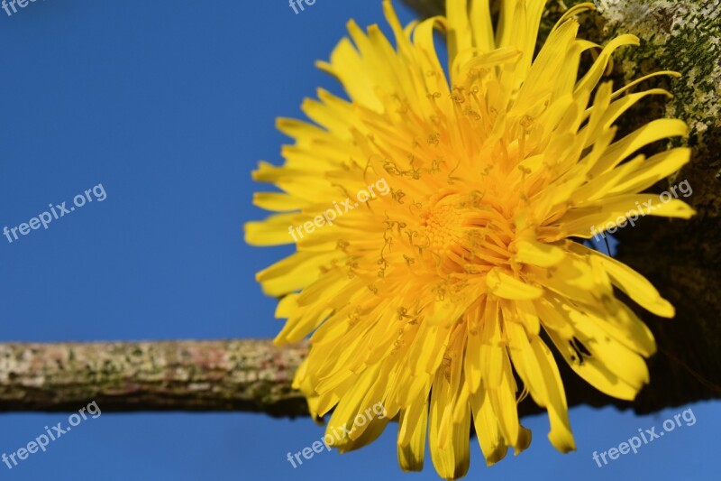 Flower Dandelion Nature Yellow Petals Petals