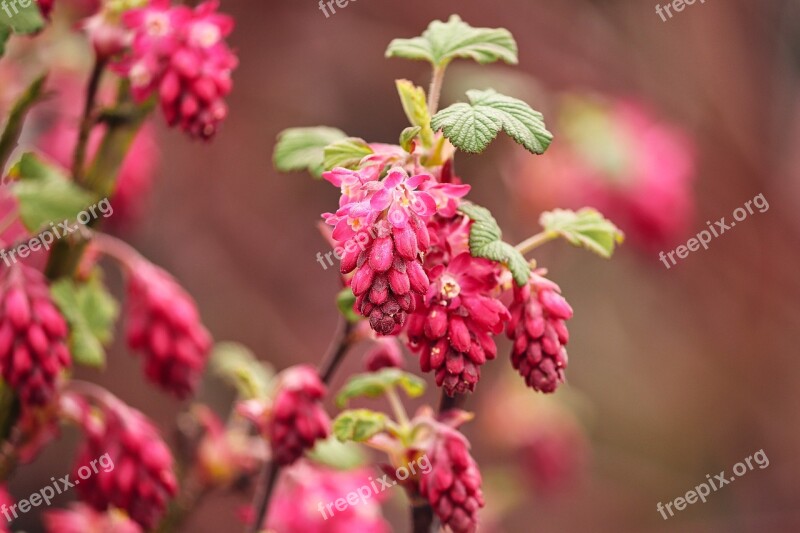 Currant Ornamental Shrub Corpuscle Red Bloom