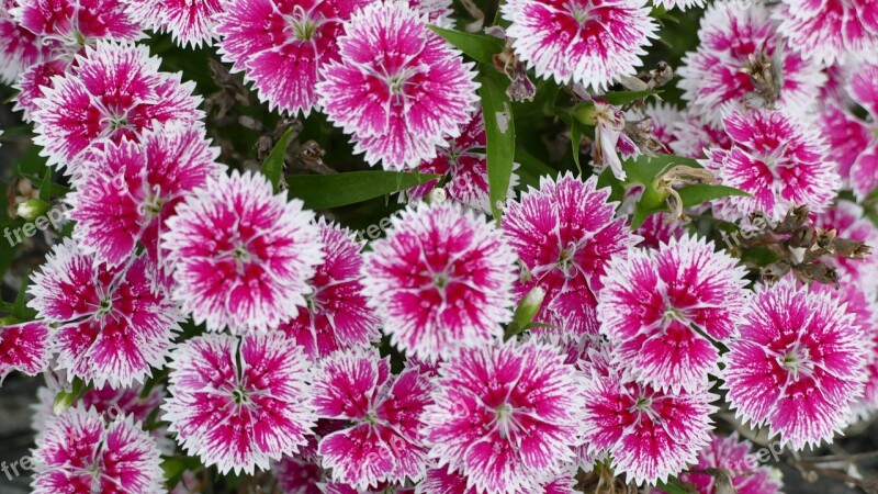 Dianthus Flowers Pink Nature Bloom