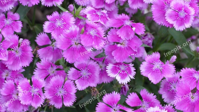 Dianthus Flowers Pink Nature Bloom