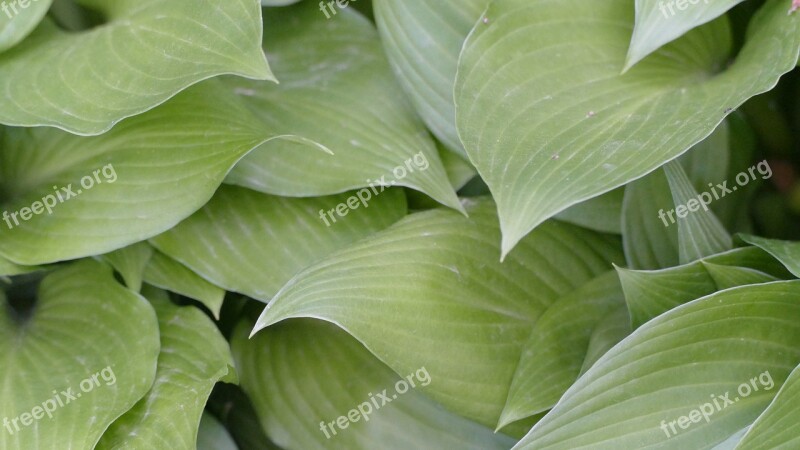 Leaves Greenery Green Foliage Plant