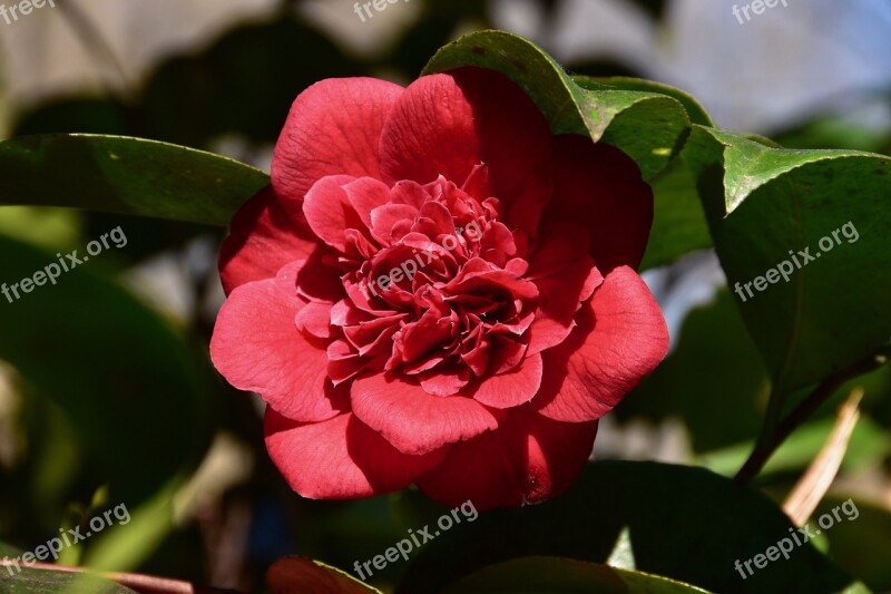 Flower Red Petals Nature Garden