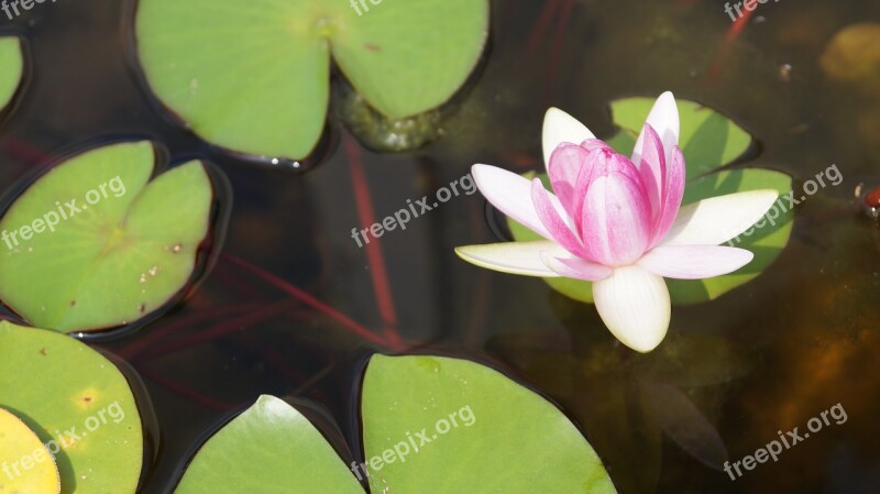 Flower Nature Lotus Plant Pond Zen