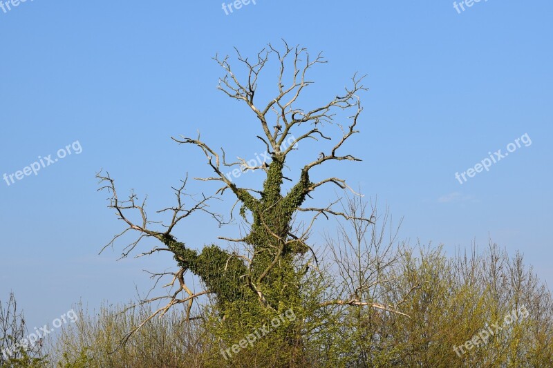 Tree Dead Tree Tree Hugging Of Ivies Blue Sky Landscape