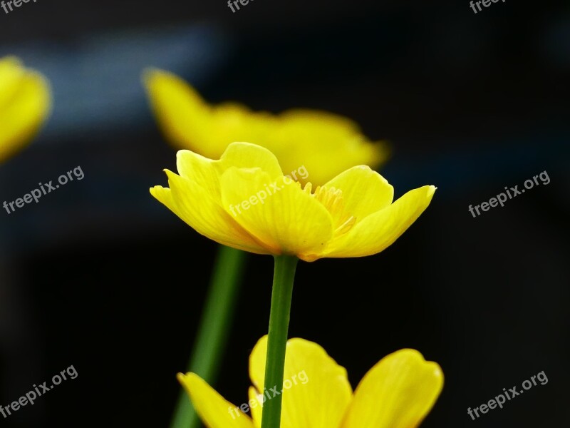 Marsh Marigold Flower Spring Flowers Yellow