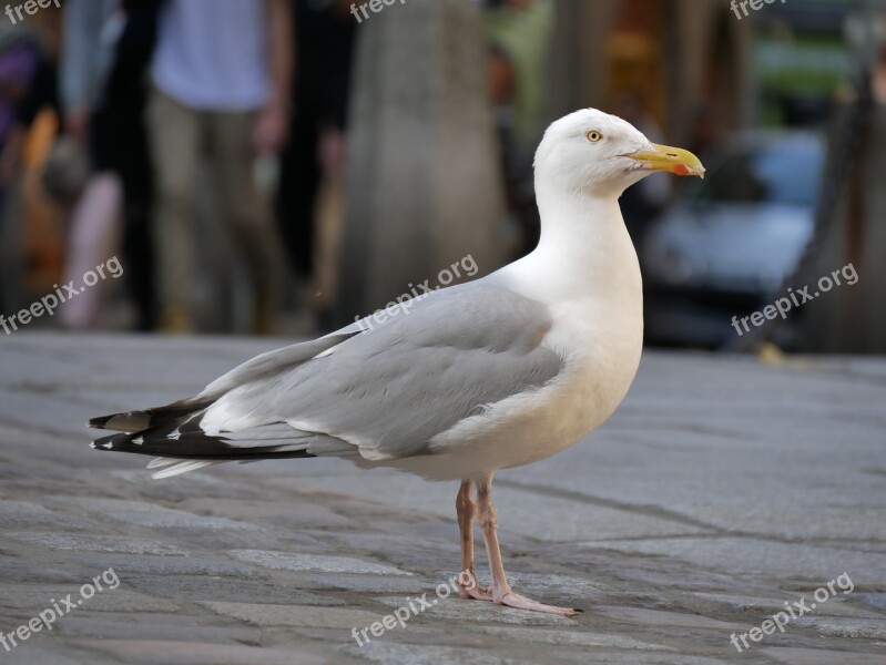 Nature Animal World Seagull Bird Background